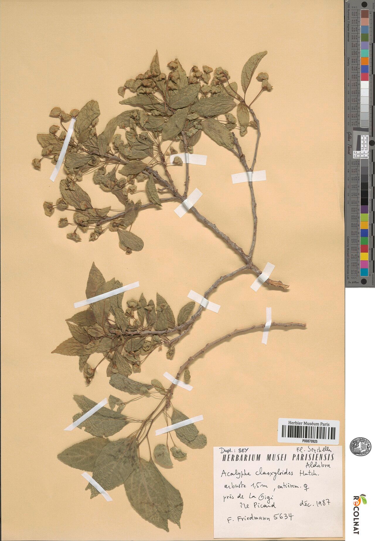 Acalypha claoxyloides — houseplant care guide