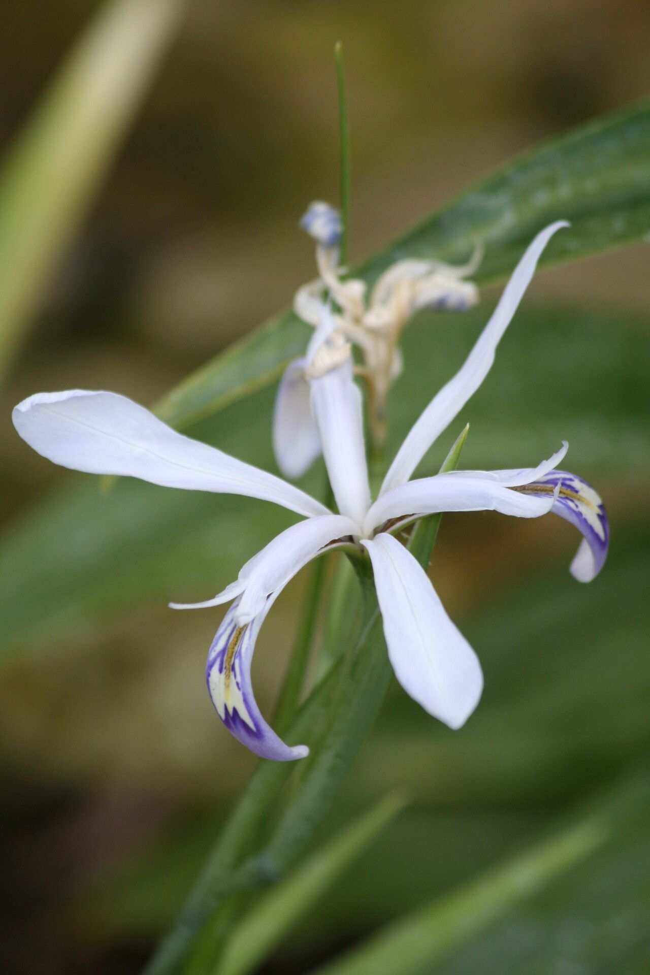 Iris speculatrix flower