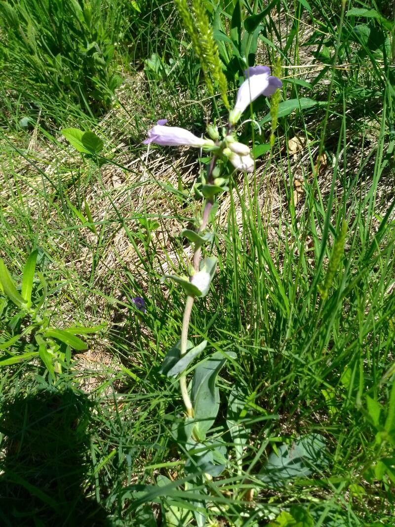 Penstemon grandiflorus leaf