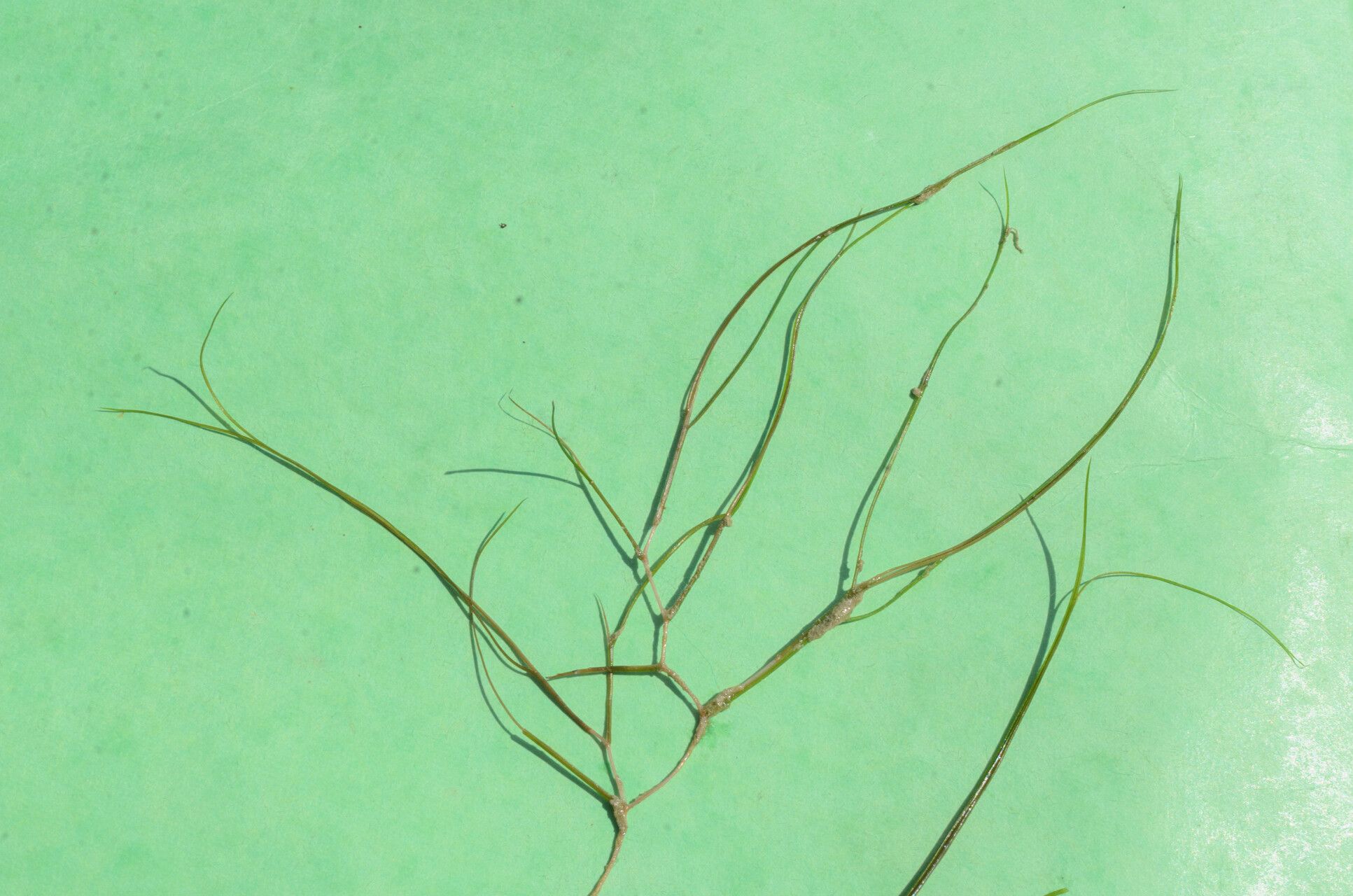 Stuckenia filiformis habit