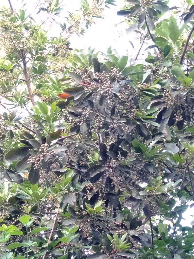 Buchanania arborescens other