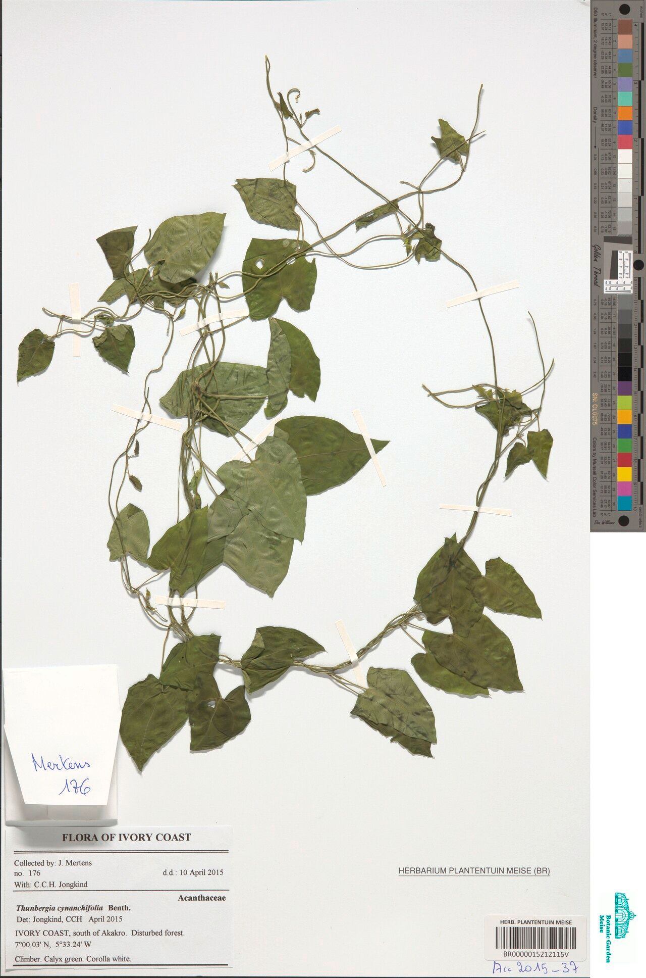 Thunbergia cynanchifolia — search result for 'Thunbergia'