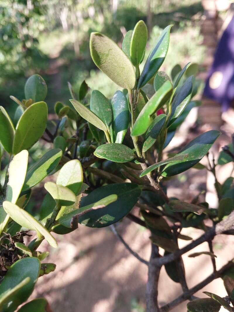 Symphonia microphylla — houseplant care guide