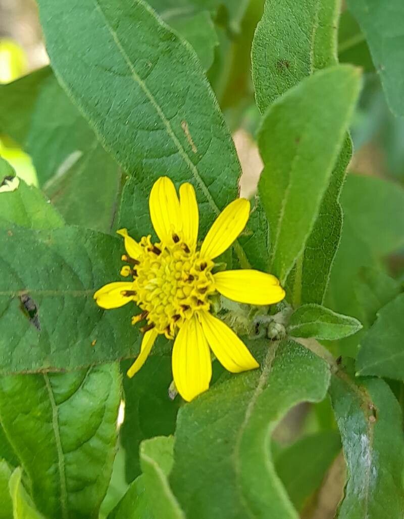 Verbesina sordescens flower