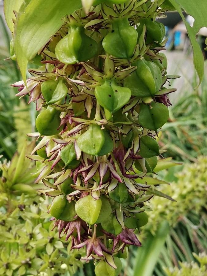 Eucomis autumnalis flower