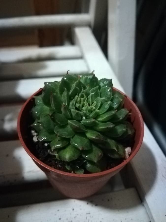 Orostachys fimbriata — related species from the same genus