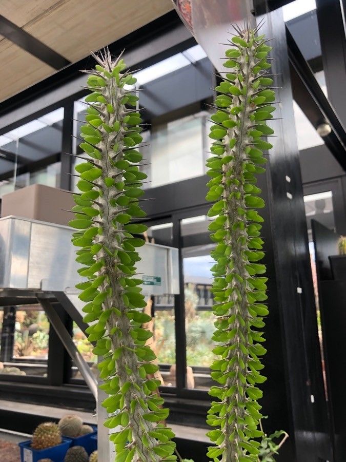 Alluaudia procera leaf