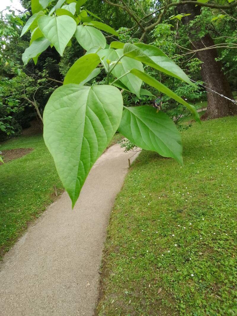 Clerodendrum mandarinorum — search result for 'Clerodendrum'