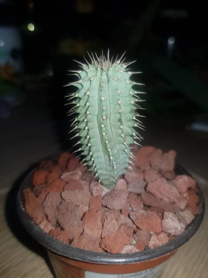 Hoodia gordonii bark