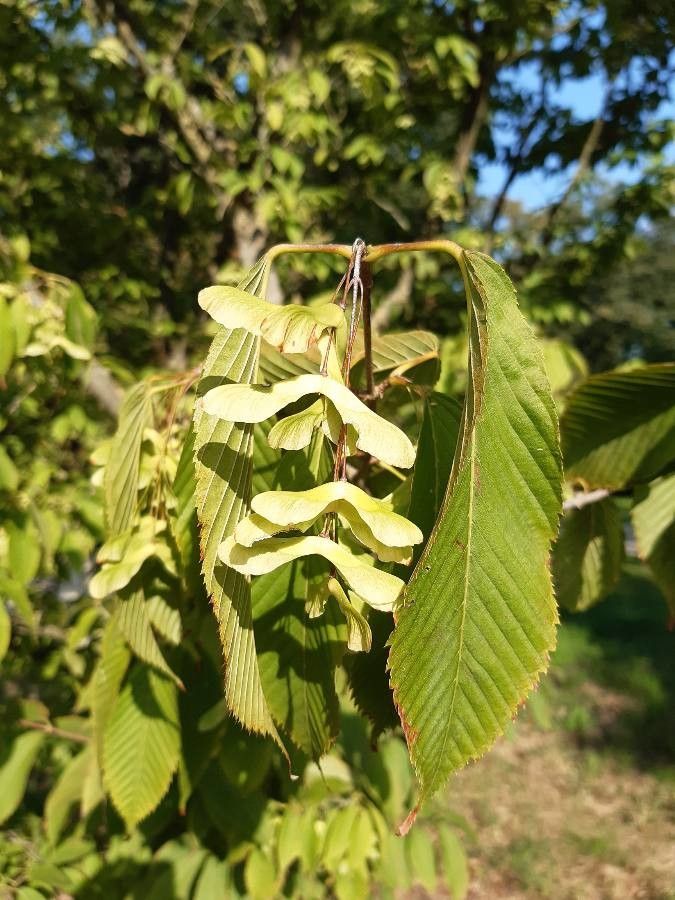 Acer carpinifolium fruit