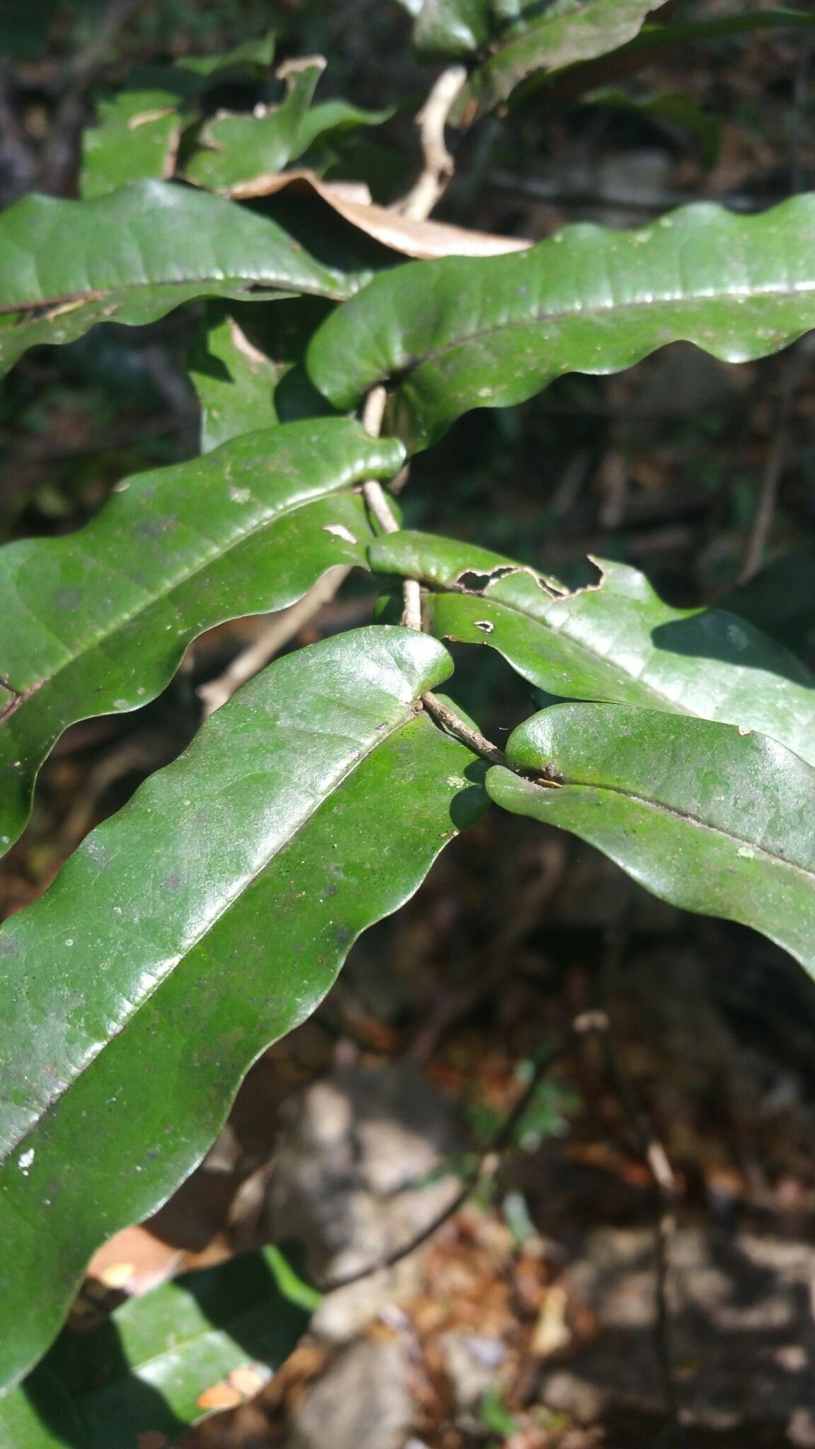 Uvaria amplexicaulis leaf