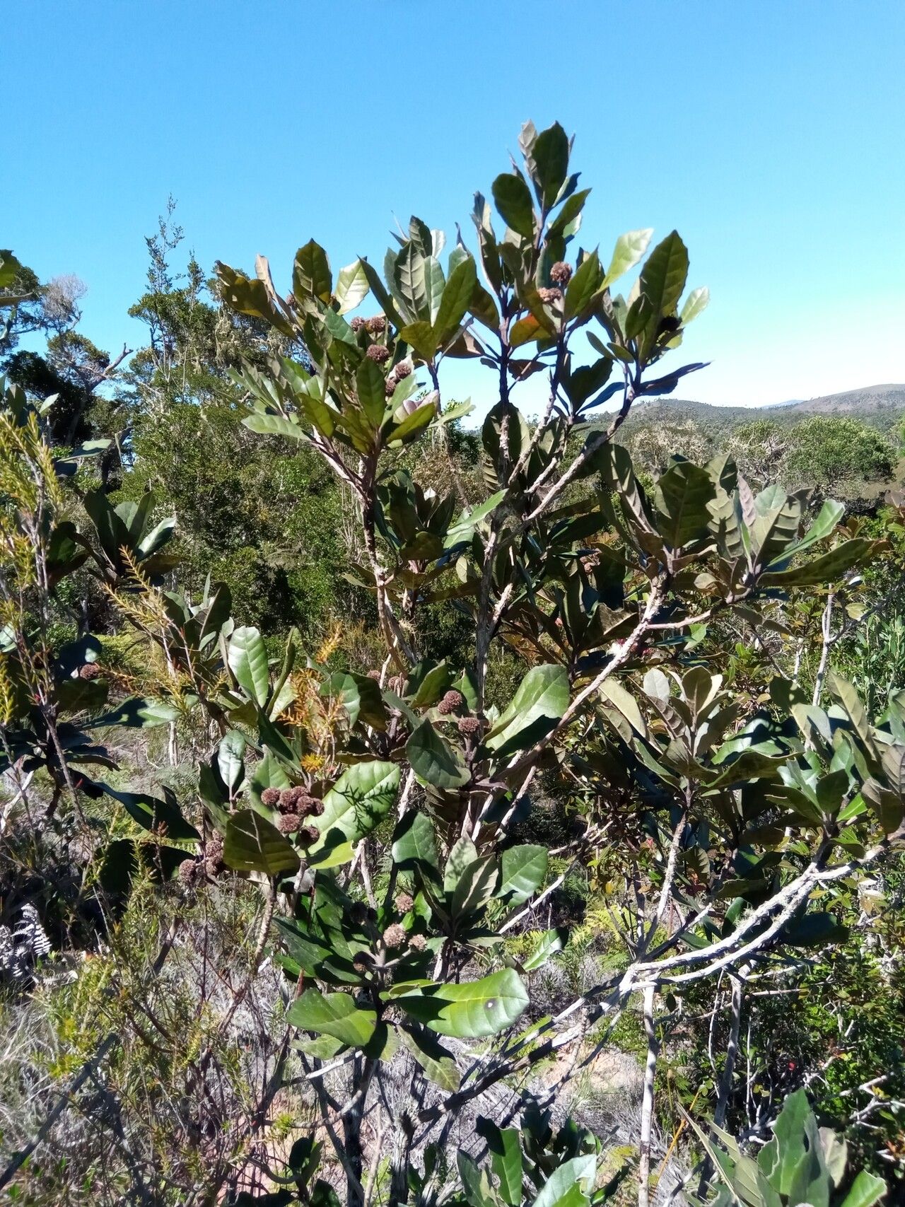 Nuxia pachyphylla habit