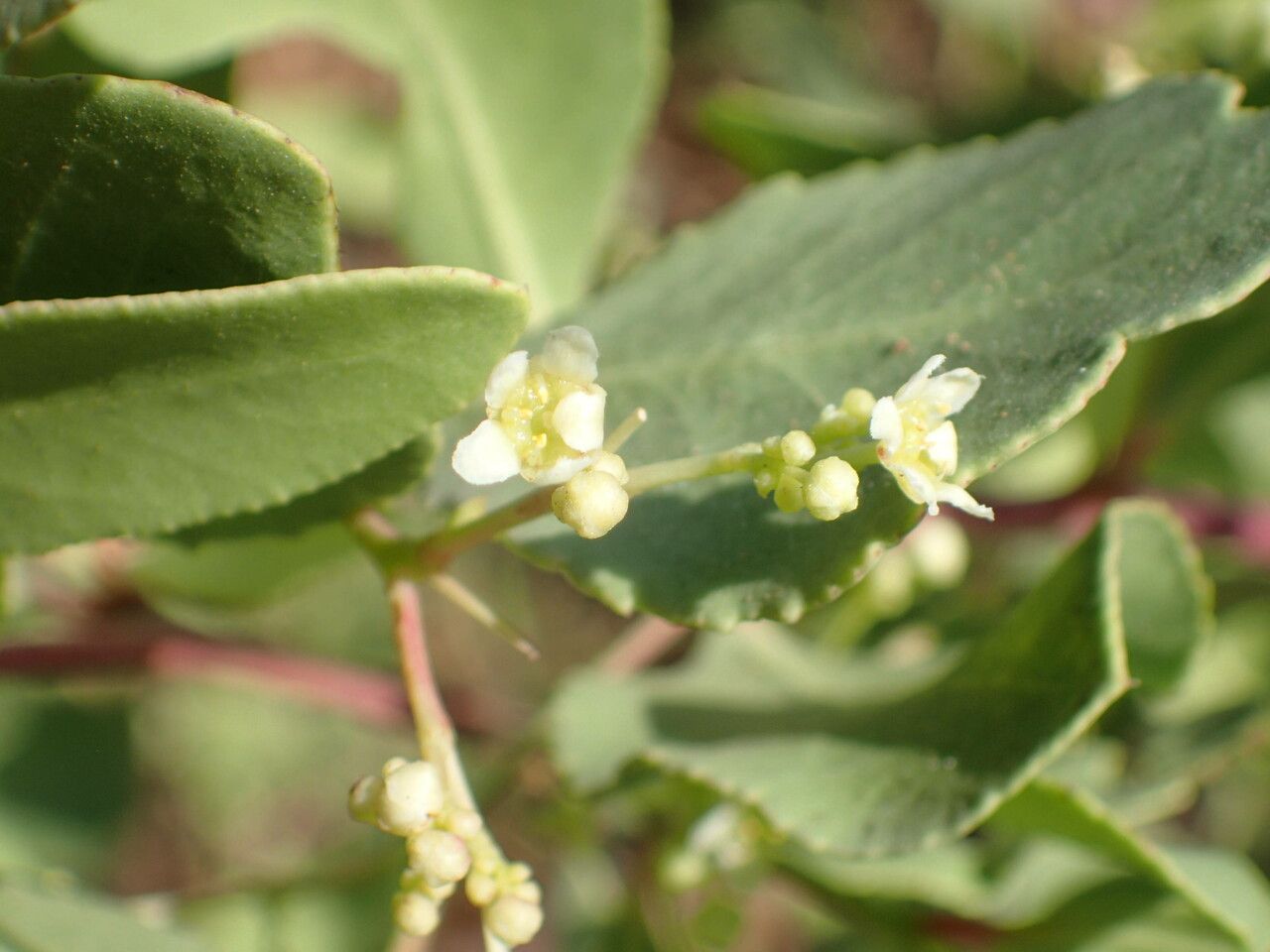 Gymnosporia senegalensis flower