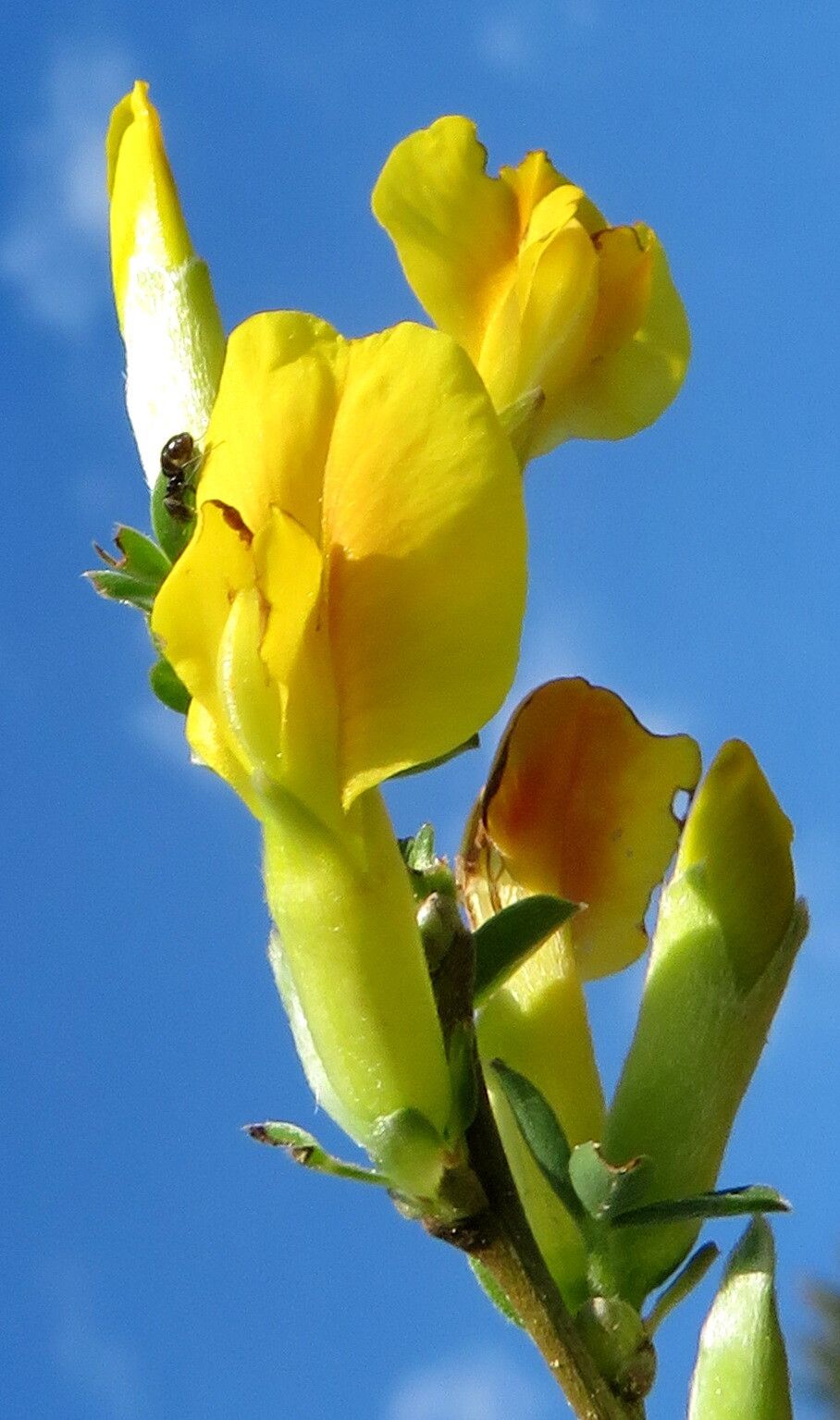 Chamaecytisus ratisbonensis flower