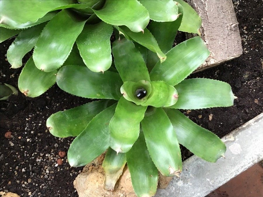 Aechmea candida — search result for 'Bromeliaceae'