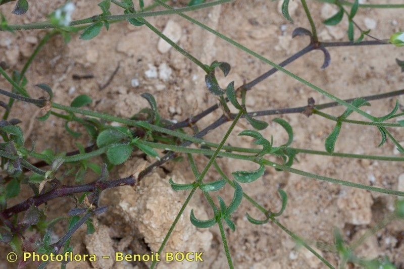 Arenaria cinerea habit