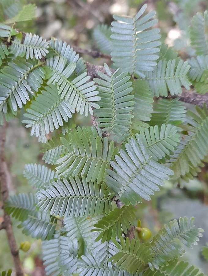 Porlieria microphylla — related species from the same genus