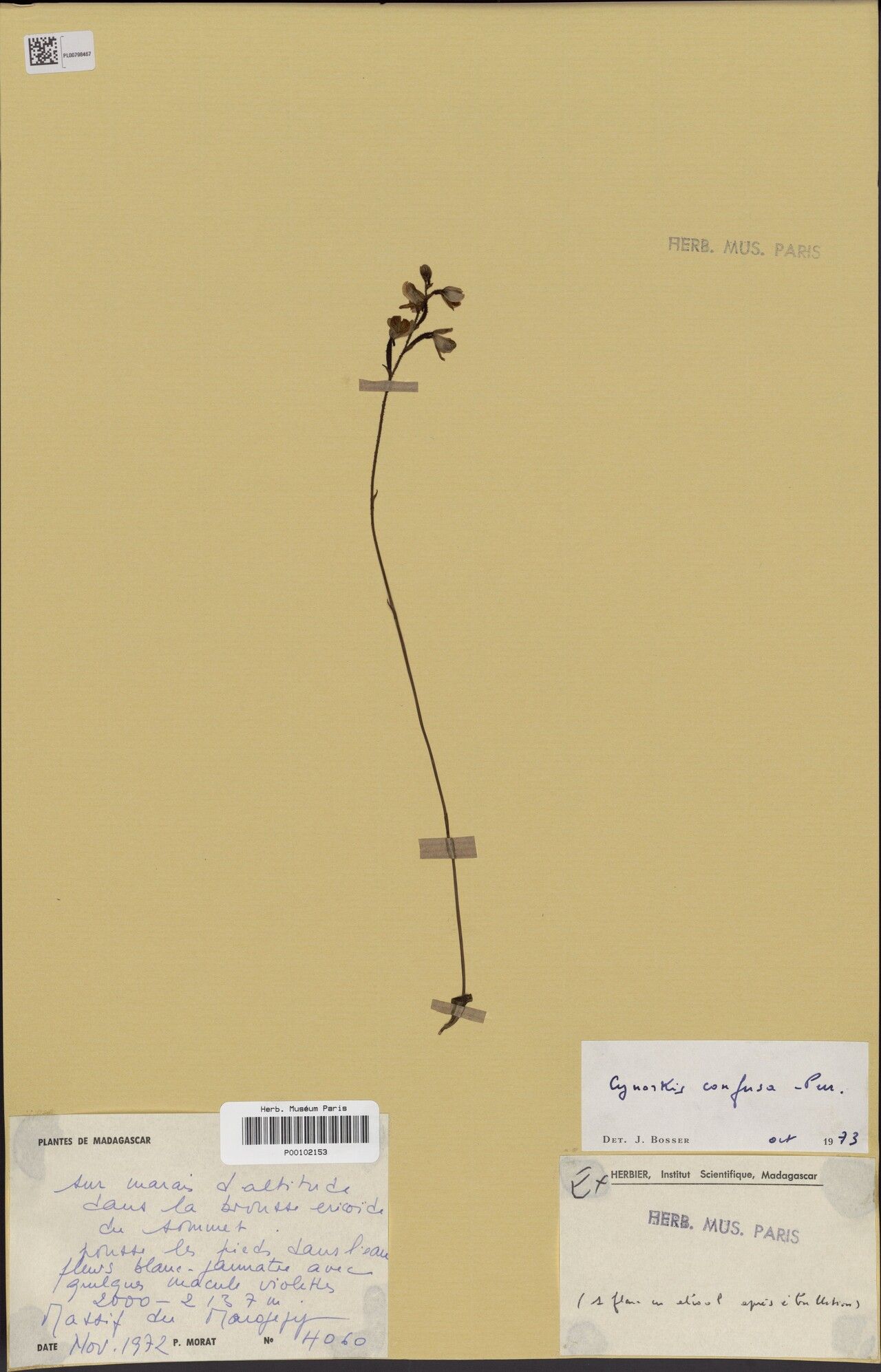 Cynorkis confusa — houseplant care guide