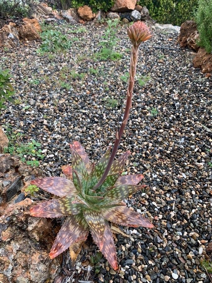 Aloe maculata leaf