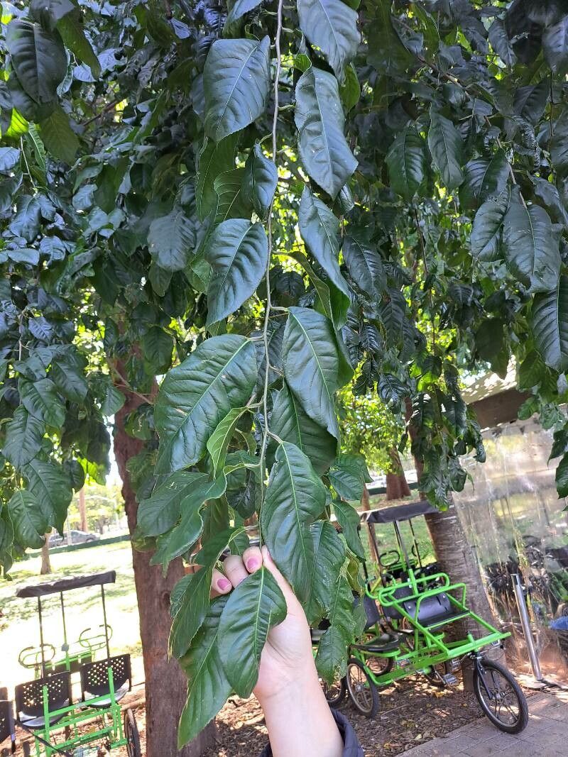 Cariniana ianeirensis — related species from the same genus