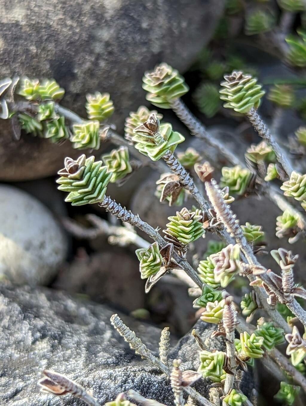Thymus sipyleus — search result for 'Thymus'