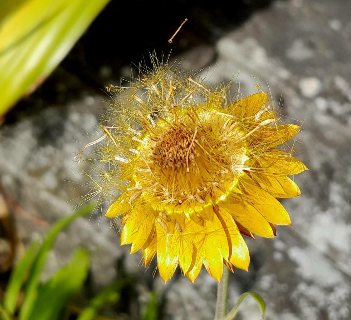 Helichrysum bracteatum fruit