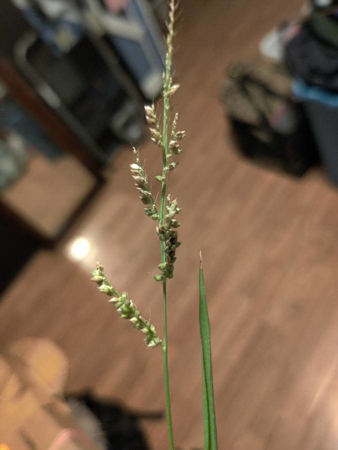Echinochloa colona fruit