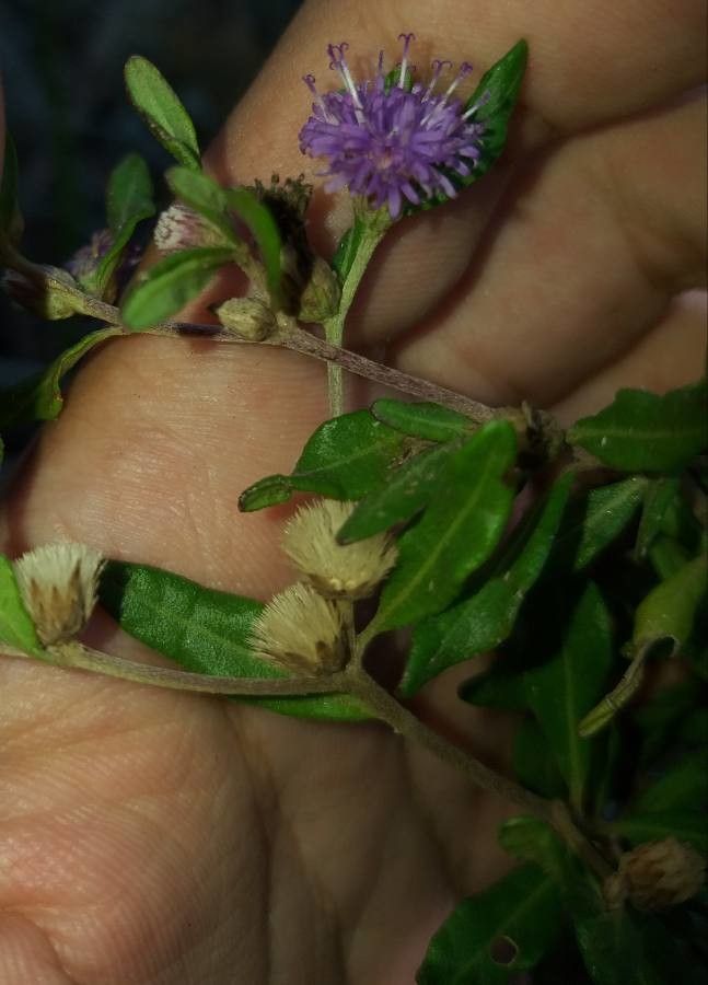 Lepidaploa araujoa — related species from the same genus