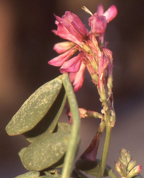 Sulla carnosa — related species from the same genus