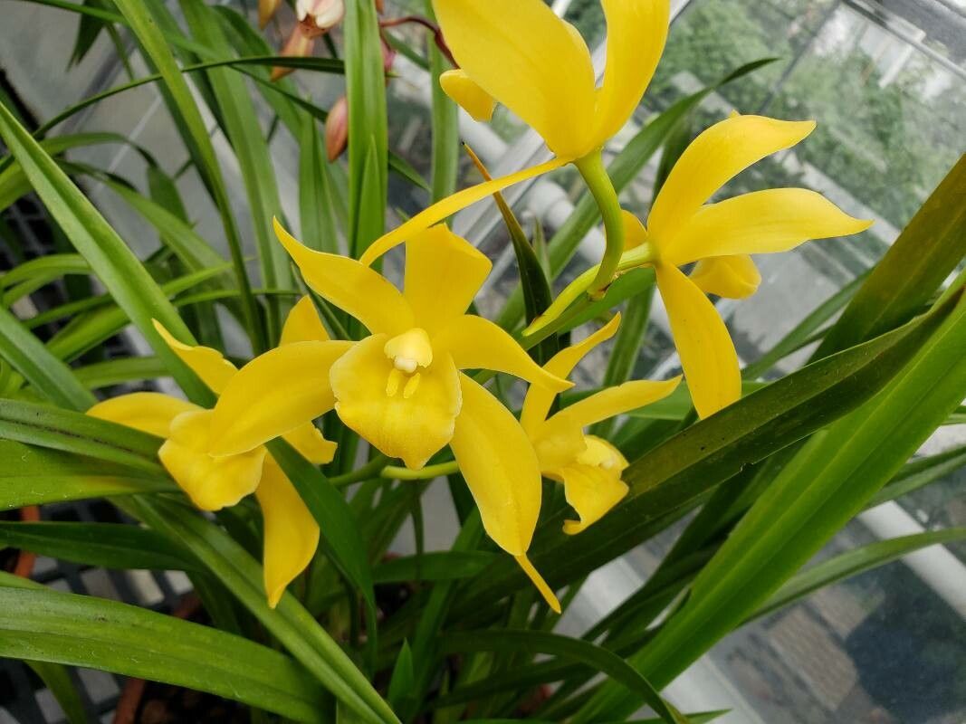 Cymbidium ensifolium flower