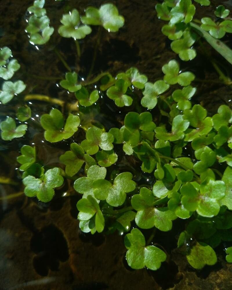 Ranunculus hederaceus — houseplant care guide