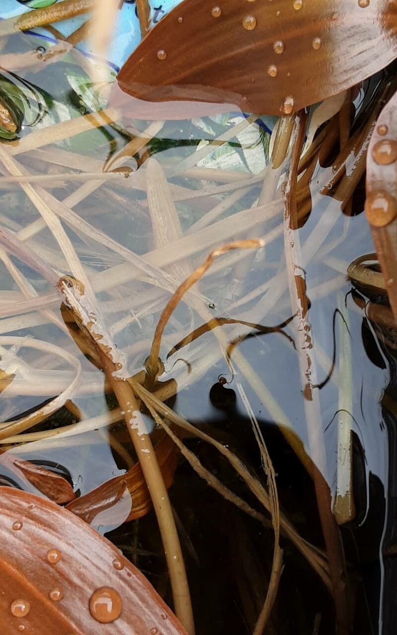 Potamogeton compressus — search result for 'Potamogeton'