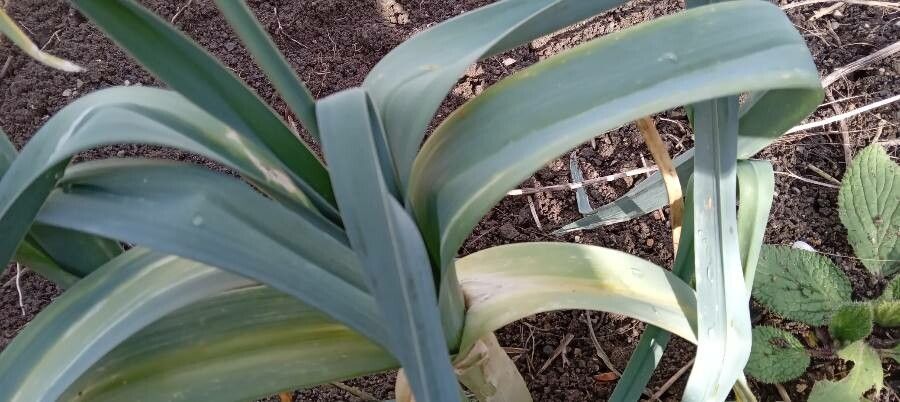 Allium porrum leaf