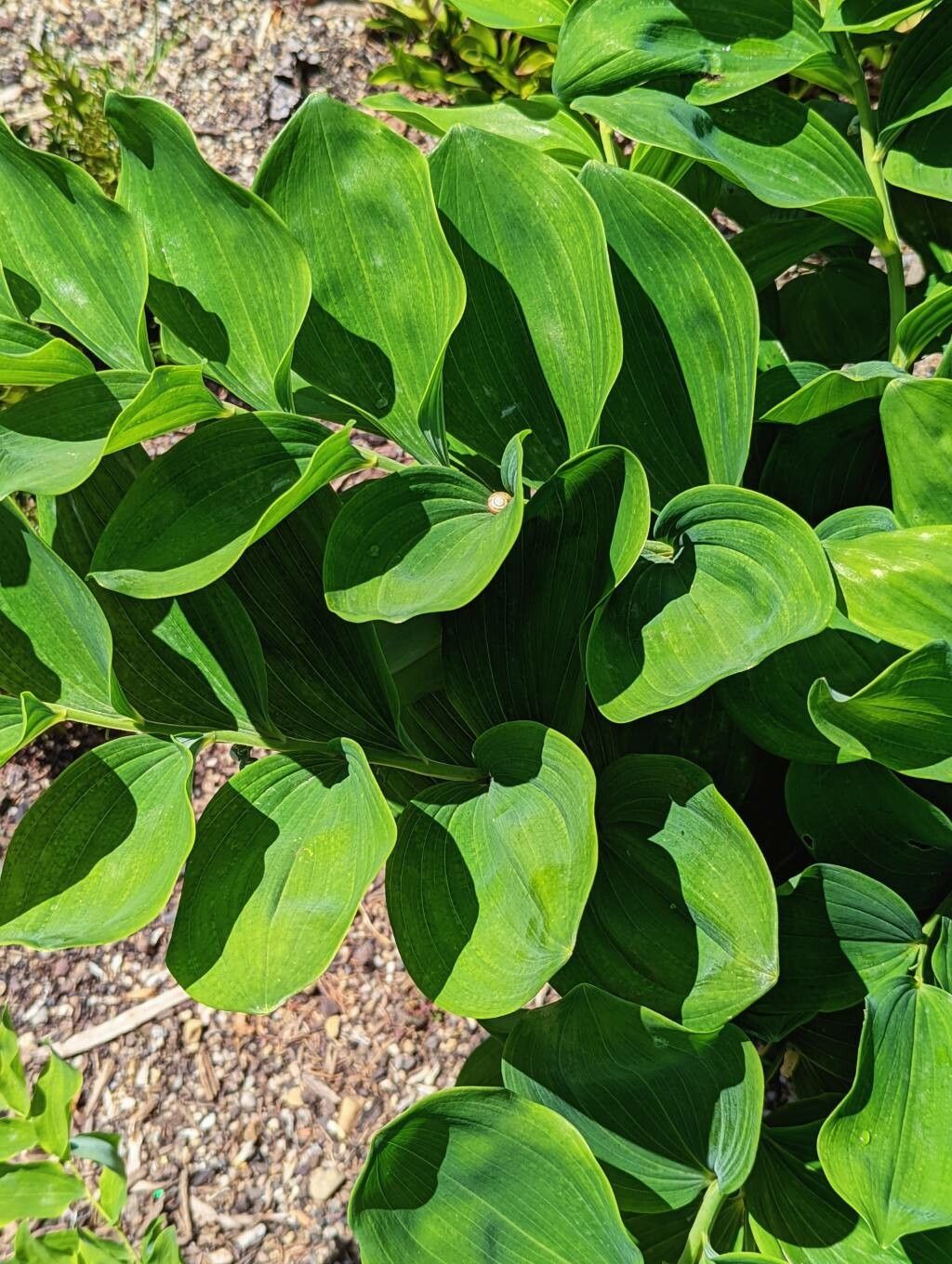 Polygonatum latifolium — houseplant care guide