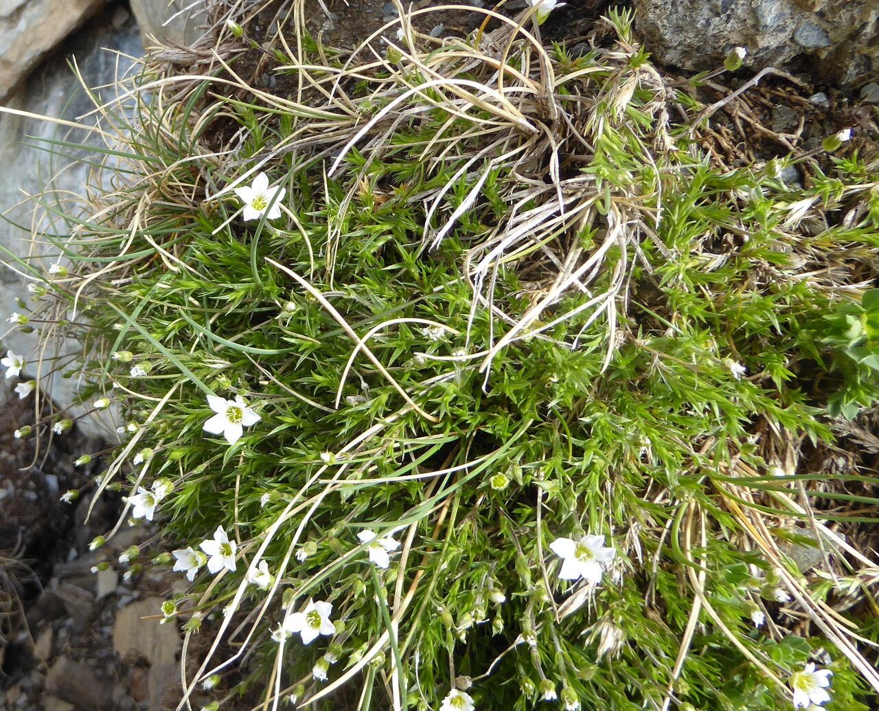 Arenaria grandiflora bark