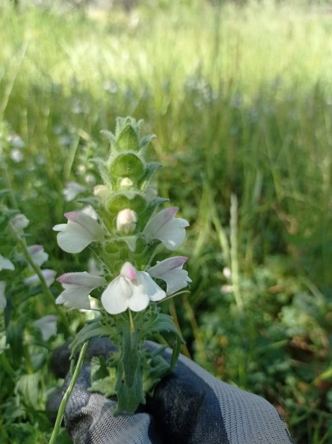 Bartsia trixago fruit