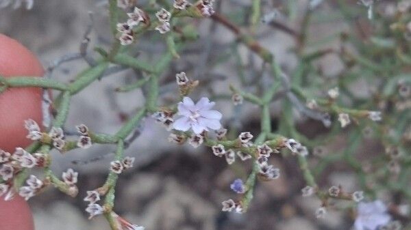 Eriogonum wrightii — search result for 'Eriogonum'