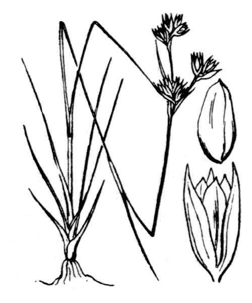 Juncus fontanesii other