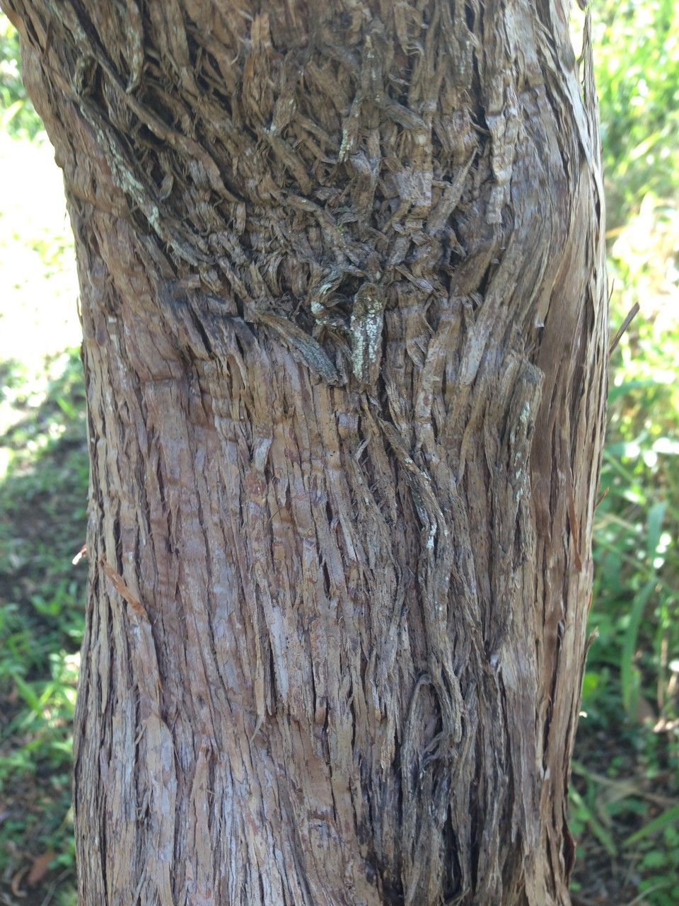 Diospyros egrettarum bark