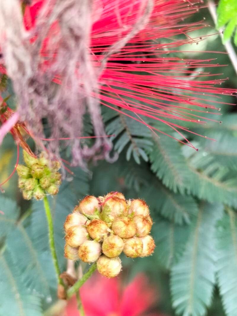Calliandra tweediei fruit