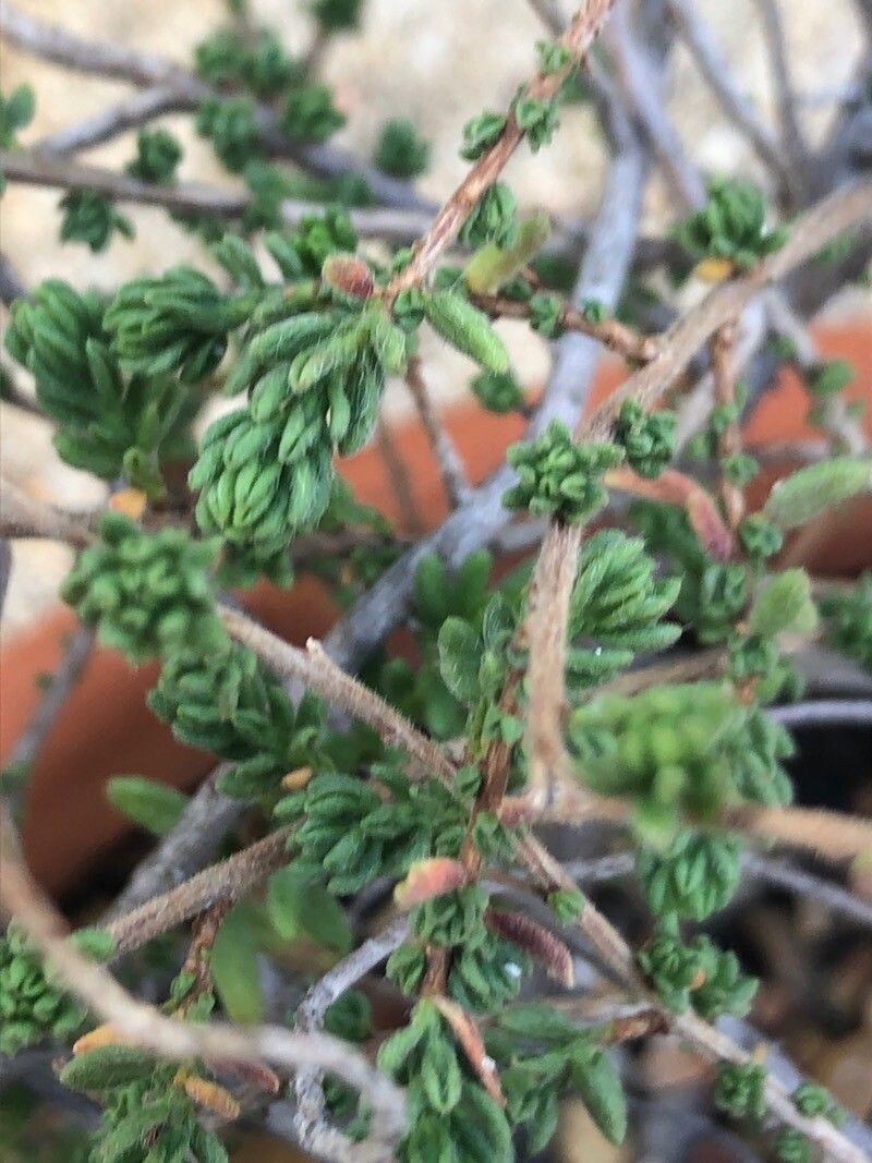 Fumana arabica — related species from the same genus