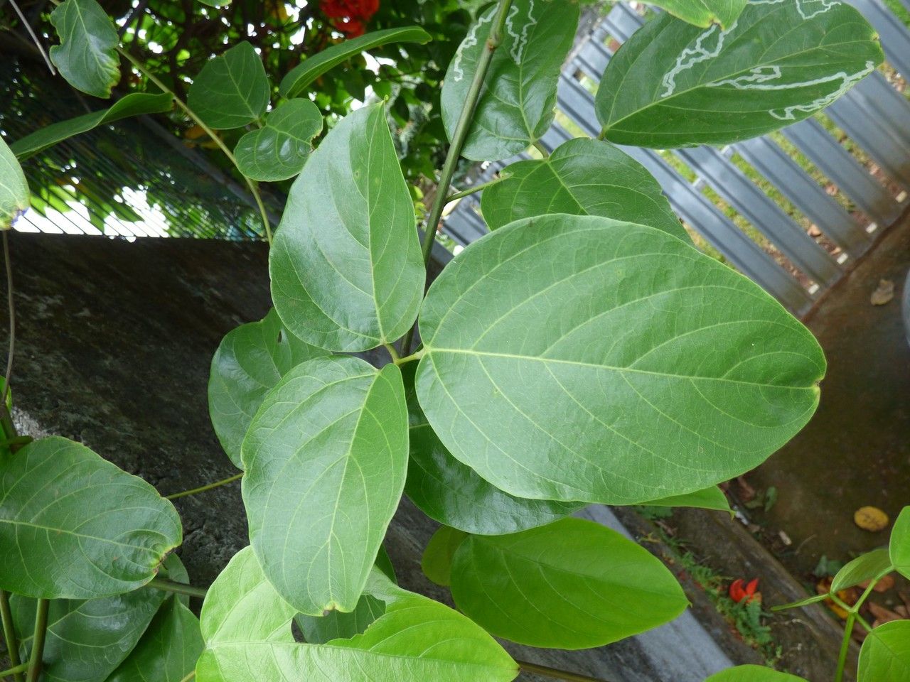 Mucuna warburgii leaf