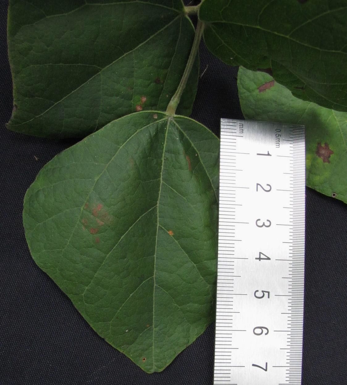 Rhynchosia quercetorum — houseplant care guide