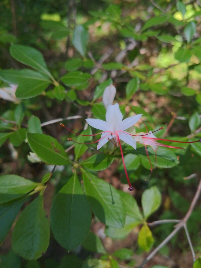Rhododendron arborescens — search result for 'Ericaceae'