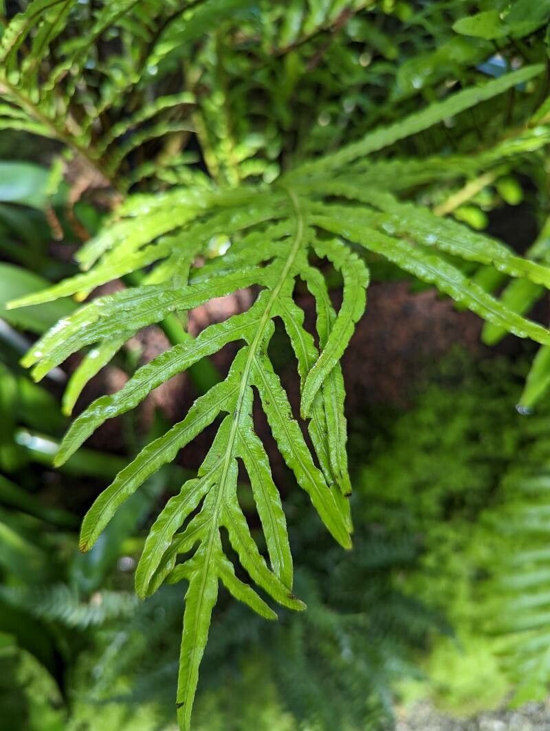 Blechnum moorei leaf