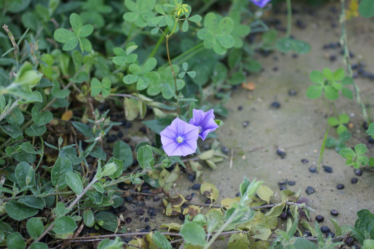 Convolvulus siculus flower