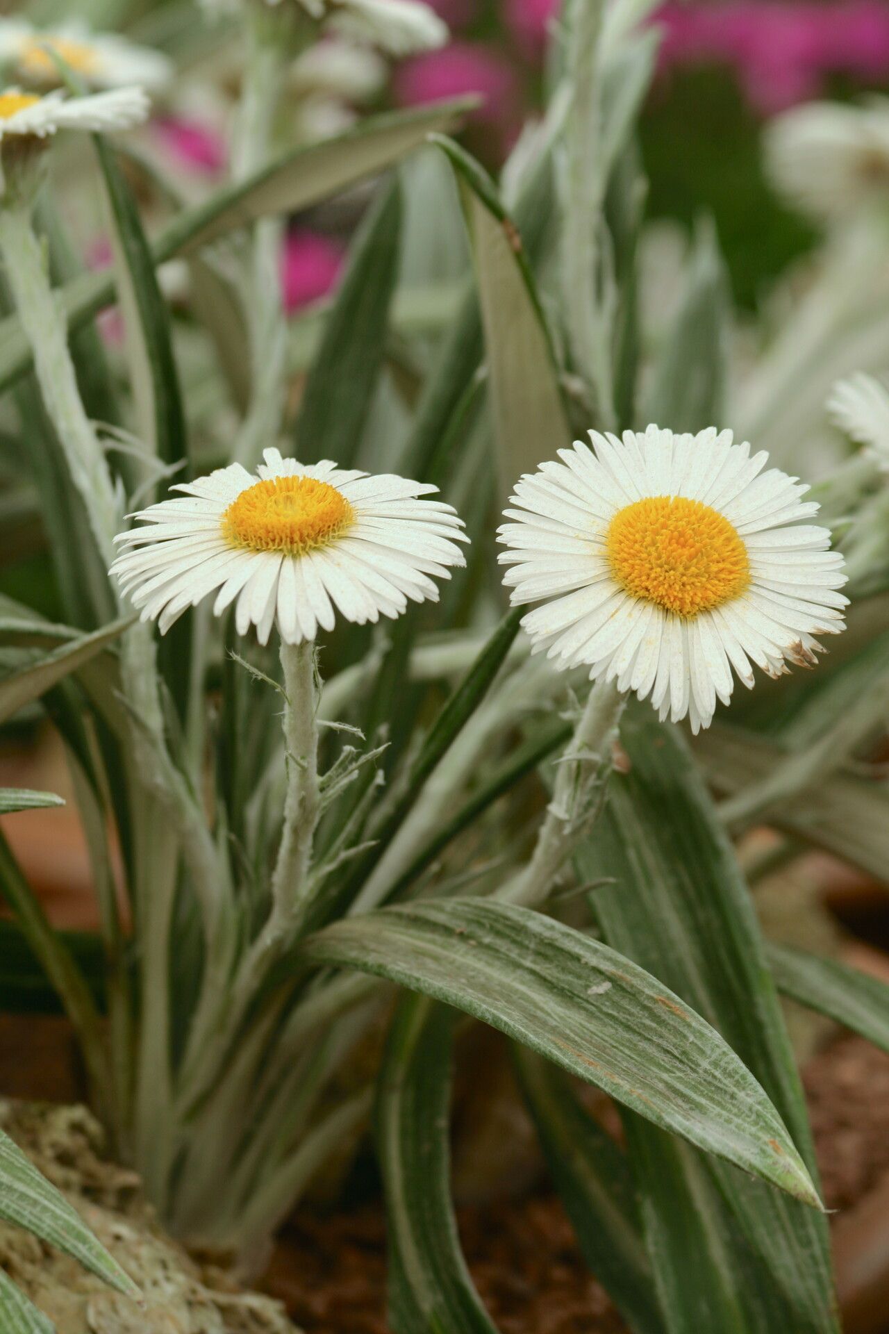 Celmisia semicordata flower