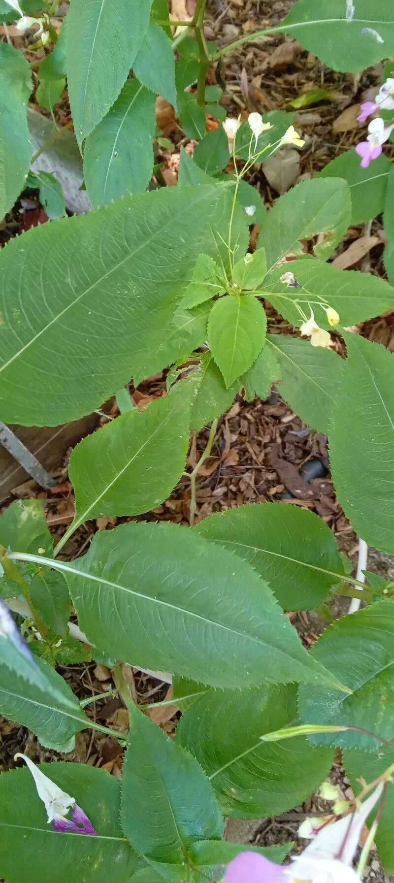 Impatiens balfouri — search result for 'Impatiens'