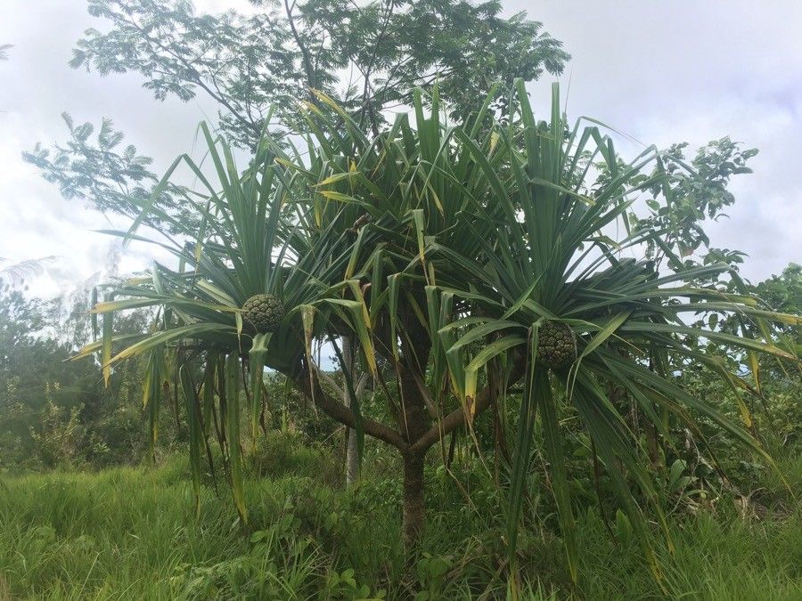 Pandanus tectorius fruit