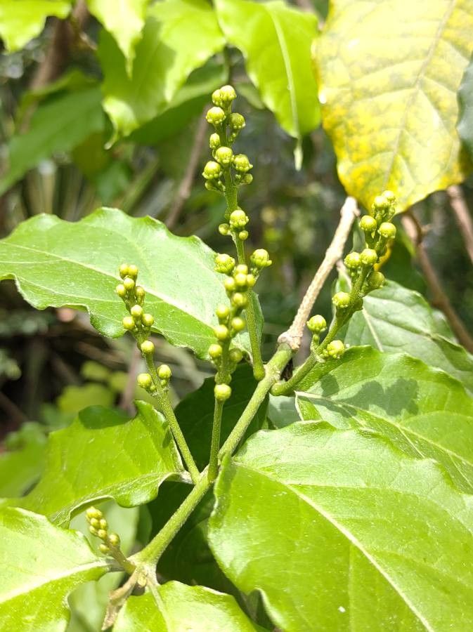 Bunchosia armeniaca leaf